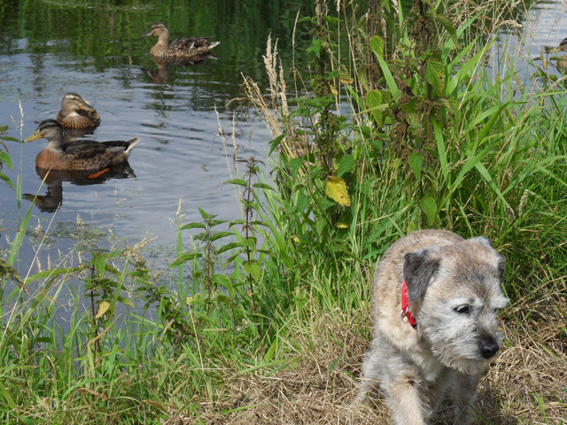 Hund Borderterrier