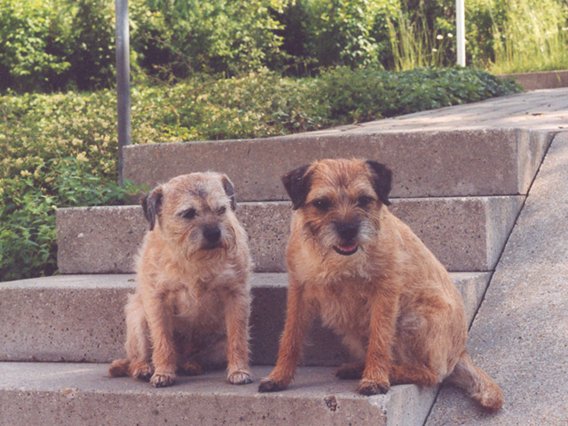 Hund Borderterrier