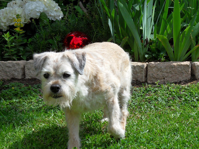 Hund Borderterrier
