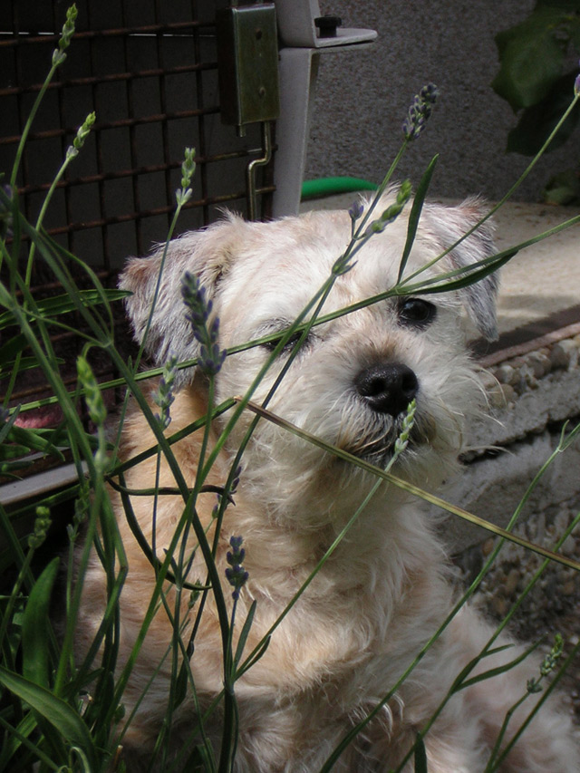 Hund Borderterrier