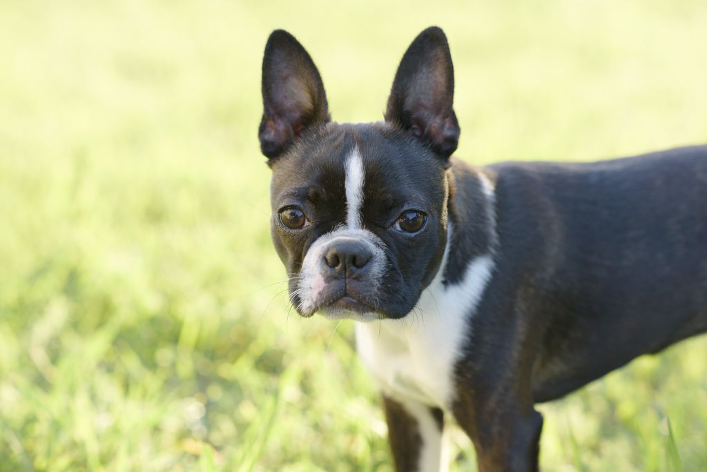 Boston Terrier - Alles über den Boston Terrier | allekleinehunderassen.de