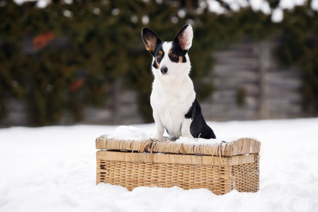 Hund Welsh Corgi Cardigan Hund Welsh Corgi Cardigan
