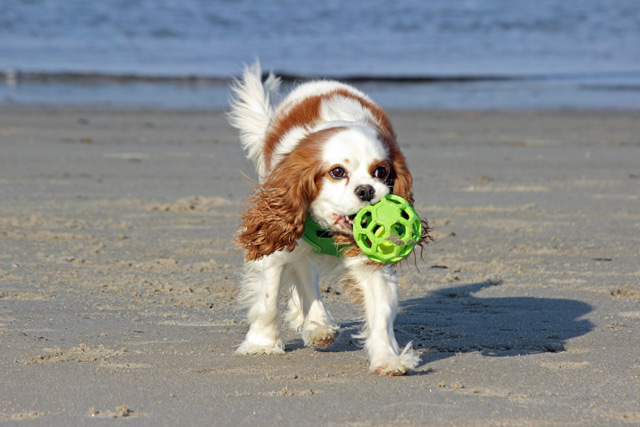Hund Cavalier King Charles Spaniel