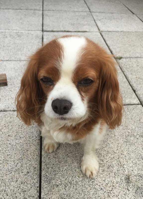 Cindy Hund Cavalier King Charles Spaniel