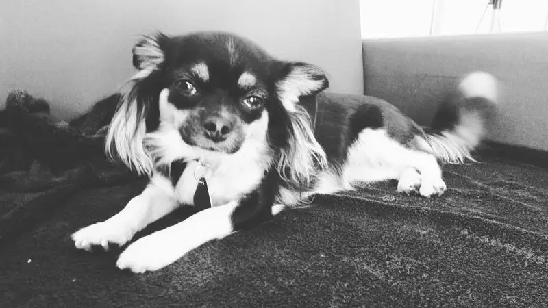 Chihuahua auf Sofa