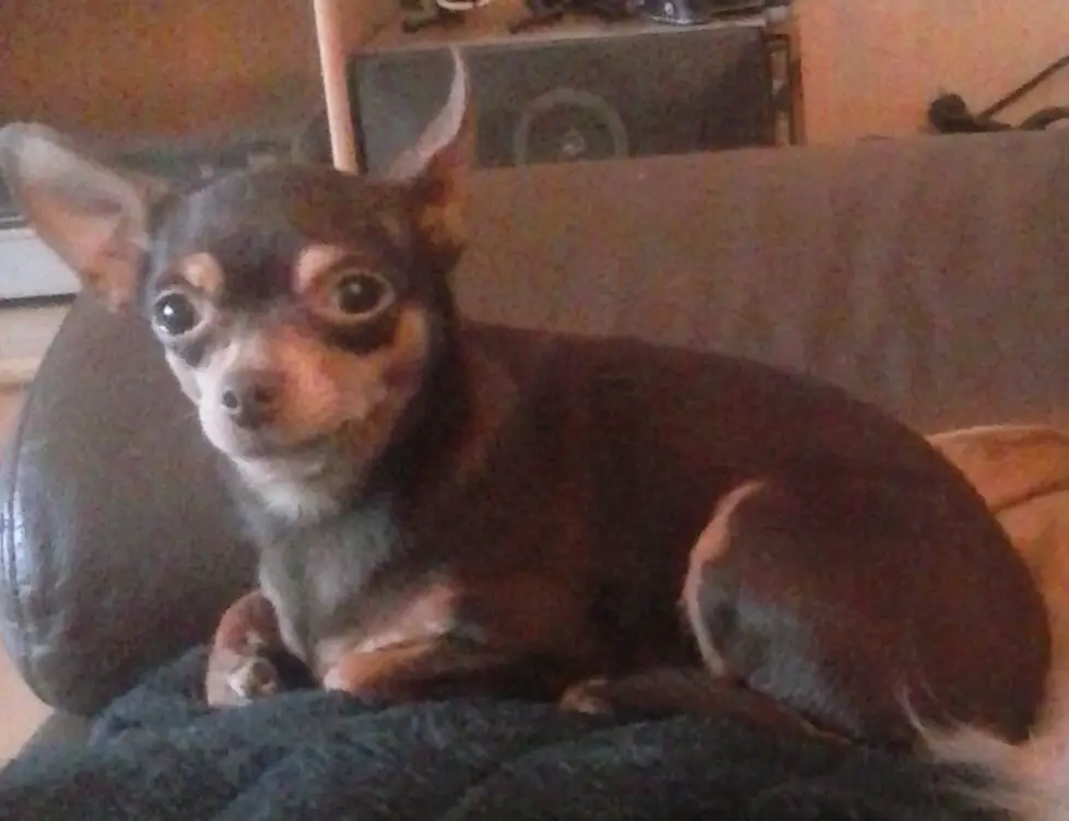Chihuahua auf Sofa