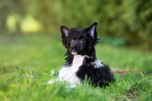 Bild des kleinen Hundes Chinesischer Schopfhund (Chinesischer Schopfhund)
