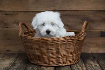 Bild des kleinen Hundes Coton de Tulear (Coton de Tulear)