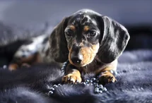 Bild des kleinen Hundes Dackel Kurzhaar (Dackel Kurzhaar)