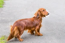 Bild des kleinen Hundes Dackel Langhaar (Dackel Langhaar)