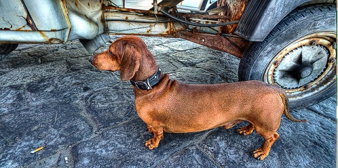 Hund Dackel