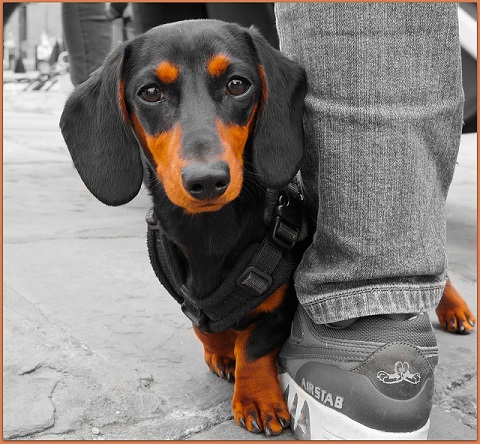 Hund Dackel