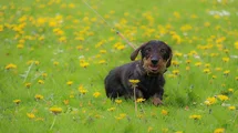 Bild des kleinen Hundes Dackel (Dackel)