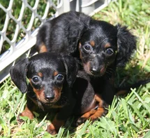 Bild des kleinen Hundes Dackel (Dackel)