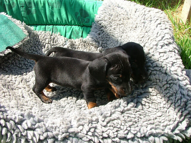 Dackel Welpe Hund