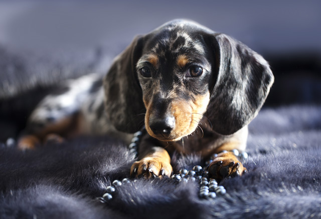 Hund Dackel (Kurzhaar)