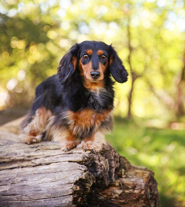 Dackel (Langhaar) allekleinehunderassen.de