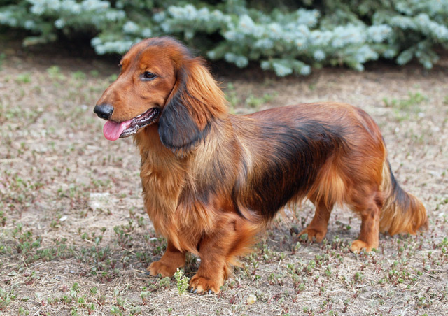 Dog Ear Disease Pictures Dog Ear Disease Pictures