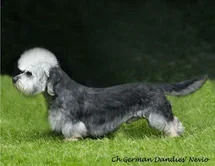 Bild des kleinen Hundes Nevio  (Dandie Dinmont Terrier)