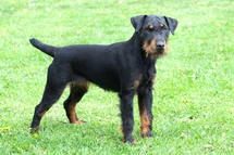 Bild des kleinen Hundes Deutscher Jagdterrier (Deutscher Jagdterrier)