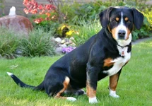 Bild des kleinen Hundes Entlebucher Sennenhund (Entlebucher Sennenhund)