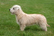 Bild des kleinen Hundes Irish Glen of Imaal Terrier (Irish Glen of Imaal Terrier)