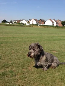 Bild des kleinen Hundes Baika (Irish Glen of Imaal Terrier)