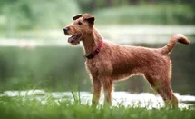 Bild des kleinen Hundes Irish Terrier (Irish Terrier)