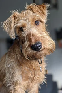 Bild des kleinen Hundes Irish Terrier (Irish Terrier)