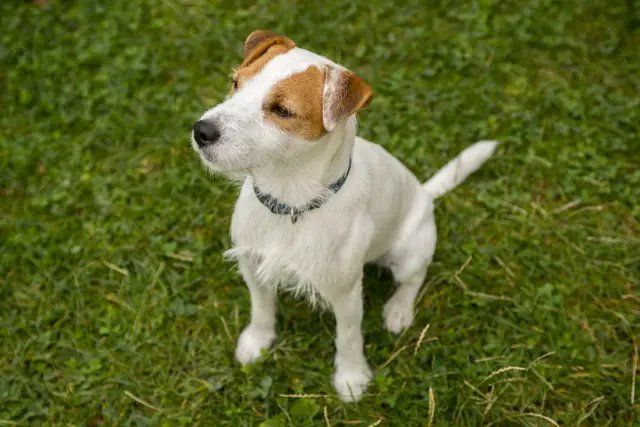 Hund Jack Russell Terrier