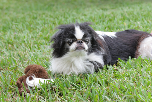 Hund Japan Chin