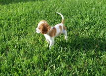 Bild des kleinen Hundes King Charles Spaniel (King Charles Spaniel)