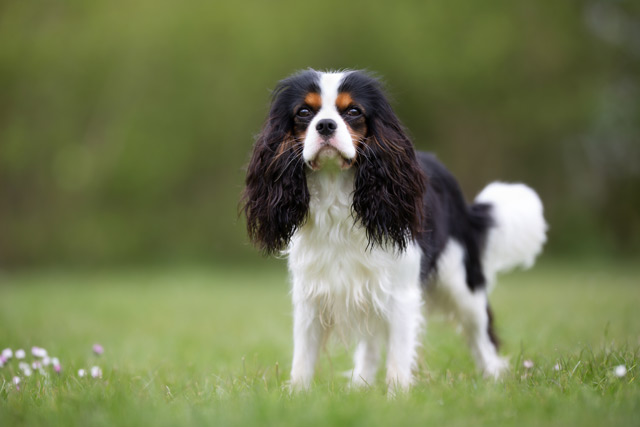 Hund King Charles Spaniel