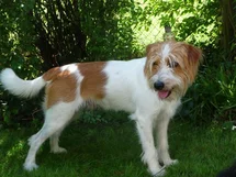 Bild des kleinen Hundes Kromfohrländer (Kromfohrländer)