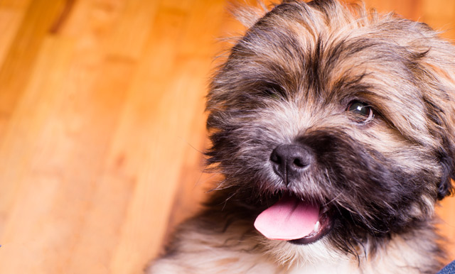 Hund Lhasa Apso
