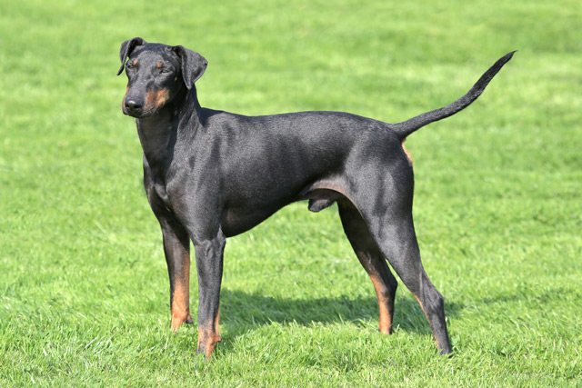 Hund Manchester Terrier