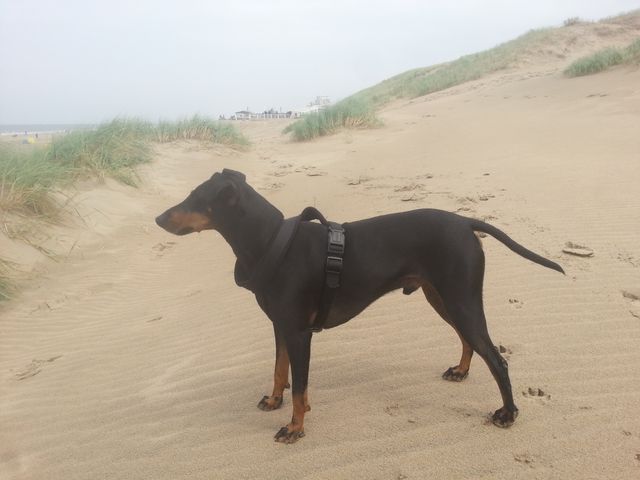 Max Hund Manchester Terrier