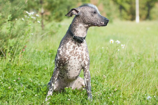 Hund Mexianischer Nackthund