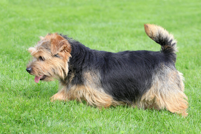 Hund Norfolk Terrier