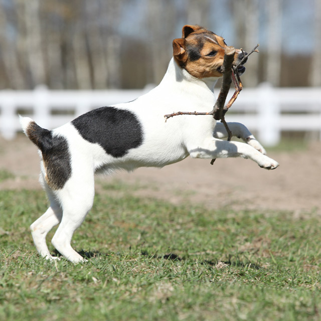 Hund Parson Russell Terrier