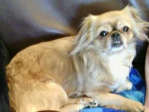 Bild des kleinen Hundes Shila (Pekinese)