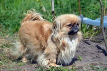 Bild des kleinen Hundes Pekinese (Pekinese)
