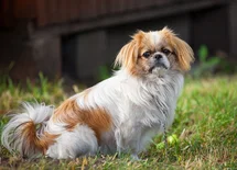 Bild des kleinen Hundes Pekinese (Pekinese)