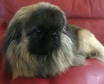 Bild des kleinen Hundes Chico (Pekinese)