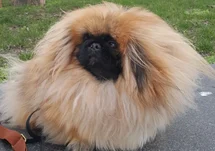 Bild des kleinen Hundes Fritzi (Pekinese)