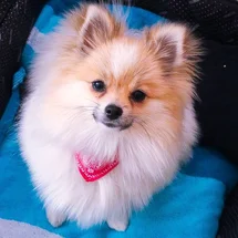 Bild des kleinen Hundes Pomeranian (Pomeranian)