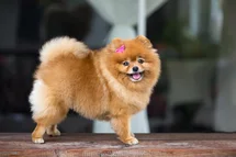 Bild des kleinen Hundes Pomeranian (Pomeranian)