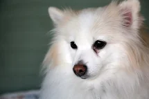 Bild des kleinen Hundes Pomeranian (Pomeranian)