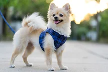 Bild des kleinen Hundes Pomeranian (Pomeranian)