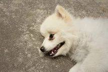 Bild des kleinen Hundes Pomeranian (Pomeranian)